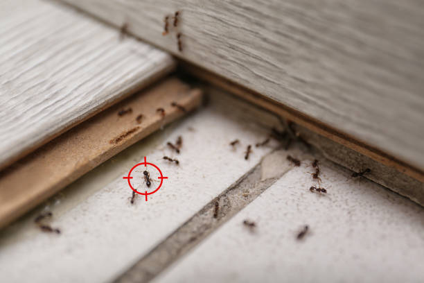 Reliable Pleasant Hill, TX Pest Control Solutions