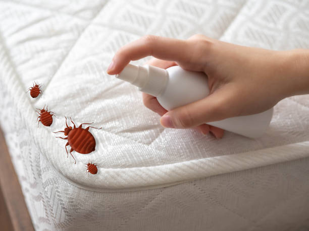 Best Ant Control Services  in Pleasant Hill, TX