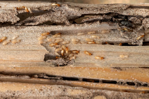 Best Residential Pest Control  in Pleasant Hill, TX