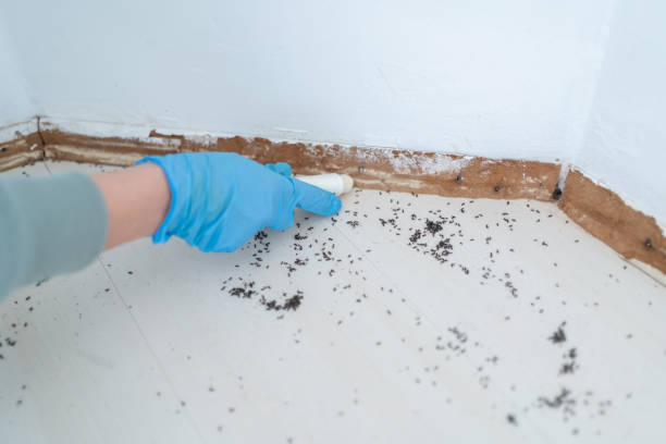 Best Local Pest Control Services  in Pleasant Hill, TX